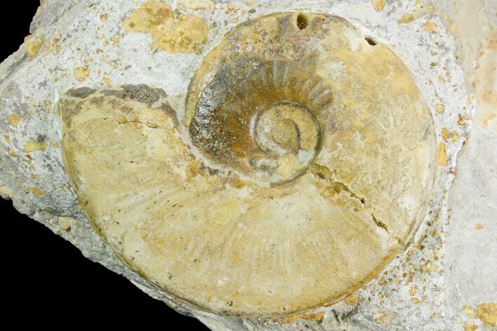 Ammonite Fossil - Boulemane, Morocco #122420